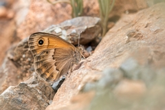 Coenonympha thyrsis