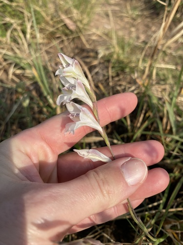 Early Pypie (Gladiolus inandensis)