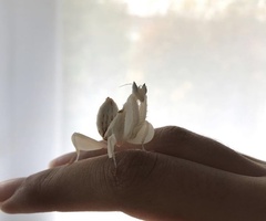 Hymenopus coronatus