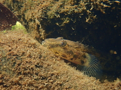 Glossogobius