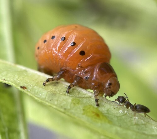 Swamp Milkweed Leaf Beetle photo 3