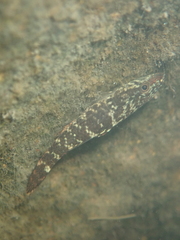 Butis humeralis