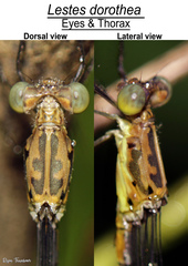 Lestes dorothea