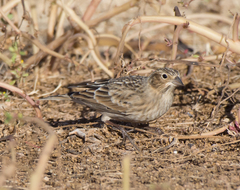 Calcarius ornatus