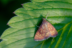 Ecpyrrhorrhoe rubiginalis