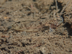 Pseudogobius poicilosoma