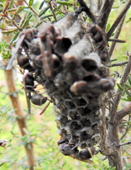 Ropalidia capensis