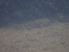 Hemigobius hoevenii