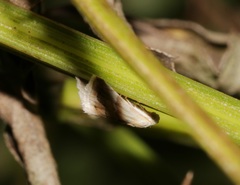Eublemma roseana