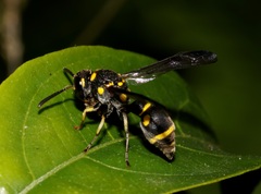 Apodynerus formosensis