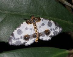 Abraxas amicula-illuminata