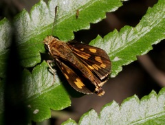 Potanthus trachala