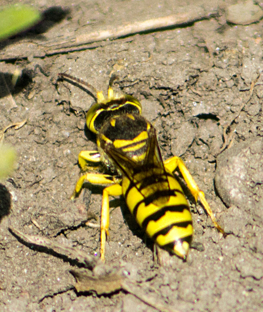Glenostictia pictifrons