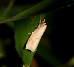 Camptozada mirabilis