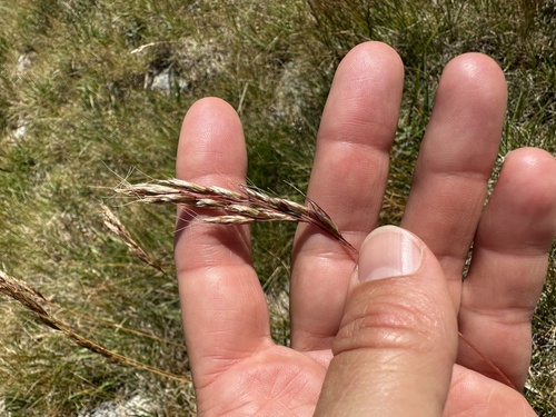 Coloured Oat-grass (Helictochloa versicolor)