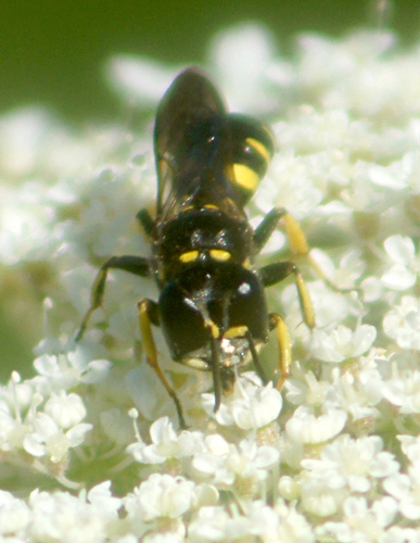 Ectemnius maculosus photo 3