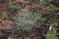 Helichrysum indicum