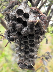 Ropalidia capensis