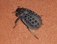 Omorgus tatei