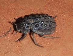 Omorgus tatei