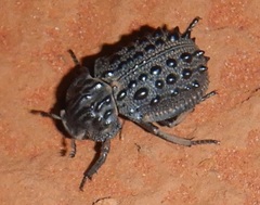 Omorgus tatei