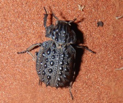 Omorgus tatei