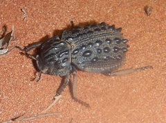 Omorgus tatei