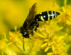 Philanthus lepidus