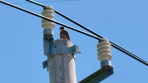 Eurasian Hobby