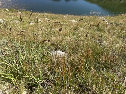 Helictochloa versicolor, photograph 5