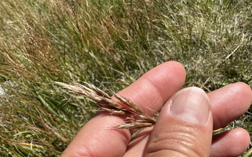 Helictochloa versicolor, photograph 6