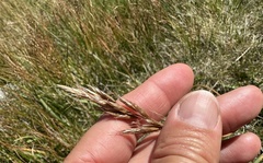 Helictochloa versicolor, photograph (c) Katrin Simon, some rights reserved (CC BY)