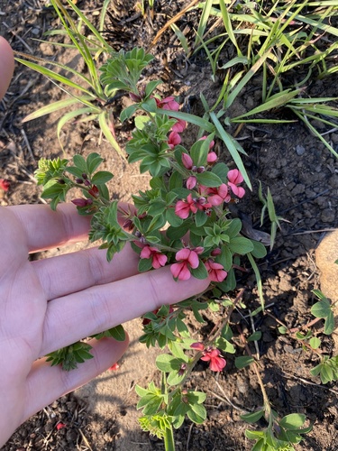 Redgland Indigo (Indigofera rubroglandulosa)