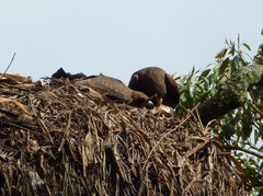 Milvus migrans parasitus