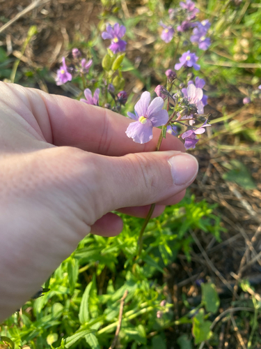 Tooth Lionface (Nemesia denticulata)