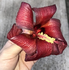 Hibiscus elatus