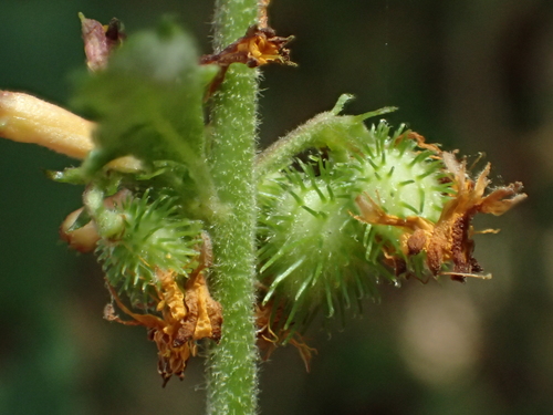 Triumfetta rhomboidea