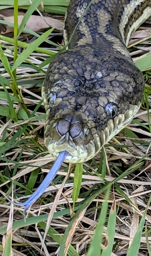 Coastal Carpet Python sighting