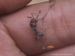 Camponotus singularis