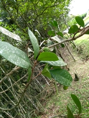 Esenbeckia grandiflora