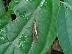 Maculiparia rotundata