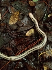 Liodytes rigida sinicola