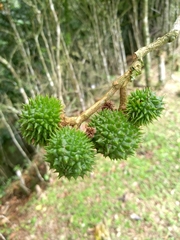Esenbeckia grandiflora