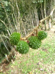 Esenbeckia grandiflora