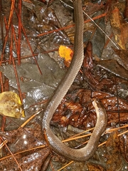 Liodytes rigida sinicola