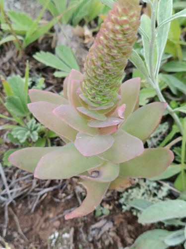 Orostachys malacophylla