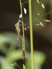 Lestes dorothea