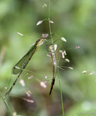 Lestes dorothea