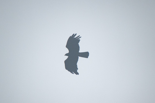 Black Eagle (Eastern)