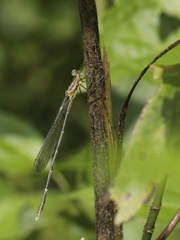 Lestes dorothea